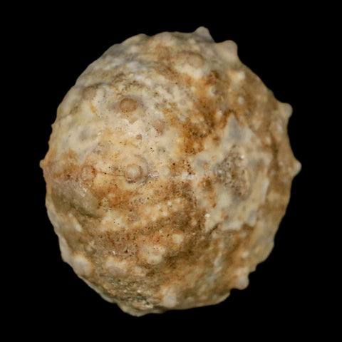 37MM Detailed Fossil Goniopygus Sp Sea Urchin Echinoid Cretaceous Morocco - Fossil Age Minerals