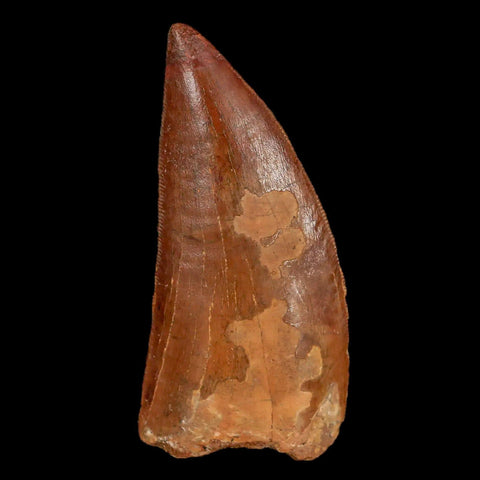 2.5" Carcharodontosaurus Fossil Tooth Cretaceous Theropod Dinosaur Display, COA - Fossil Age Minerals