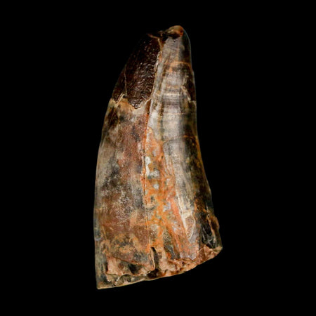 1.8" Sarcosuchus Imperator Crocodile Fossil Tooth Elrhaz FM Cretaceous Niger COA