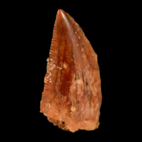 0.6" Abelisaur Serrated Tooth Fossil Cretaceous Age Dinosaur Morocco COA, Display - Fossil Age Minerals