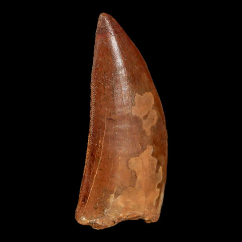 2.5" Carcharodontosaurus Fossil Tooth Cretaceous Theropod Dinosaur Display, COA - Fossil Age Minerals