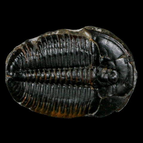 1.4" Elrathia Kingi Trilobite Fossil Utah Cambrian Age 521 Million Years Old COA - Fossil Age Minerals