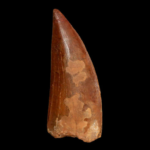 2.5" Carcharodontosaurus Fossil Tooth Cretaceous Theropod Dinosaur Display, COA - Fossil Age Minerals