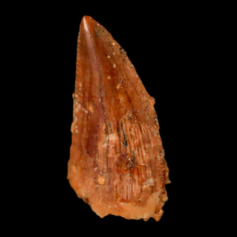0.6" Abelisaur Serrated Tooth Fossil Cretaceous Age Dinosaur Morocco COA, Display - Fossil Age Minerals