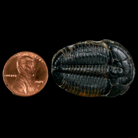 1.4" Elrathia Kingi Trilobite Fossil Utah Cambrian Age 521 Million Years Old COA - Fossil Age Minerals