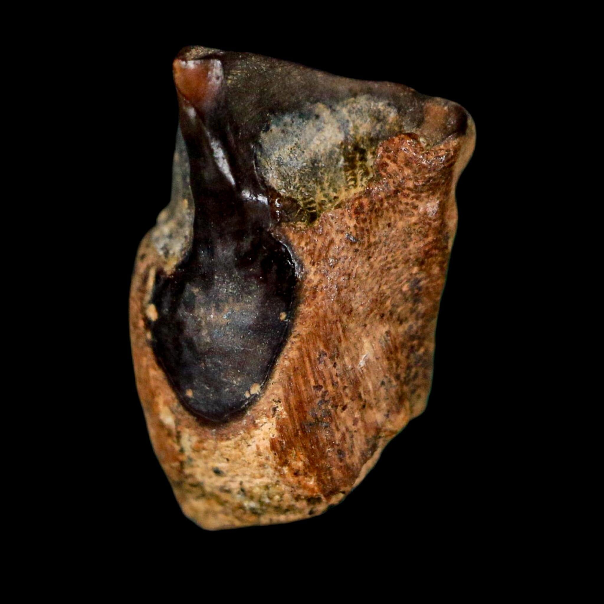 0.6" Triceratops Fossil Tooth Lance Creek FM Cretaceous Dinosaur WY COA Display - Fossil Age Minerals