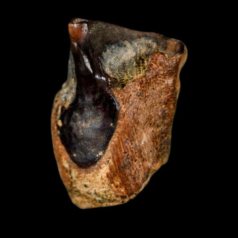 0.6" Triceratops Fossil Tooth Lance Creek FM Cretaceous Dinosaur WY COA Display
