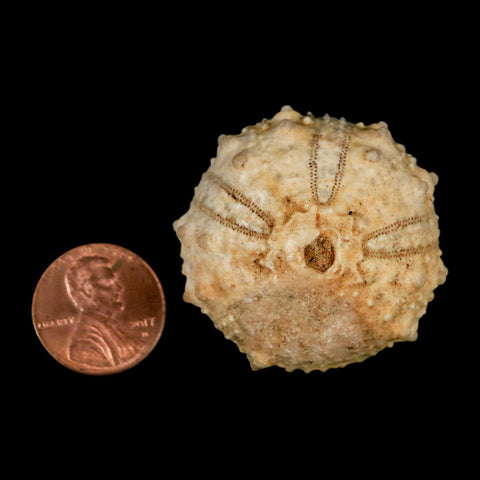 39MM Detailed Fossil Goniopygus Sp Sea Urchin Echinoid Cretaceous Morocco - Fossil Age Minerals