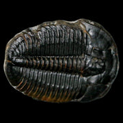 1.4" Elrathia Kingi Trilobite Fossil Utah Cambrian Age 521 Million Years Old COA