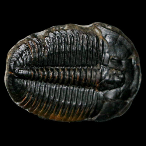 1.4" Elrathia Kingi Trilobite Fossil Utah Cambrian Age 521 Million Years Old COA - Fossil Age Minerals