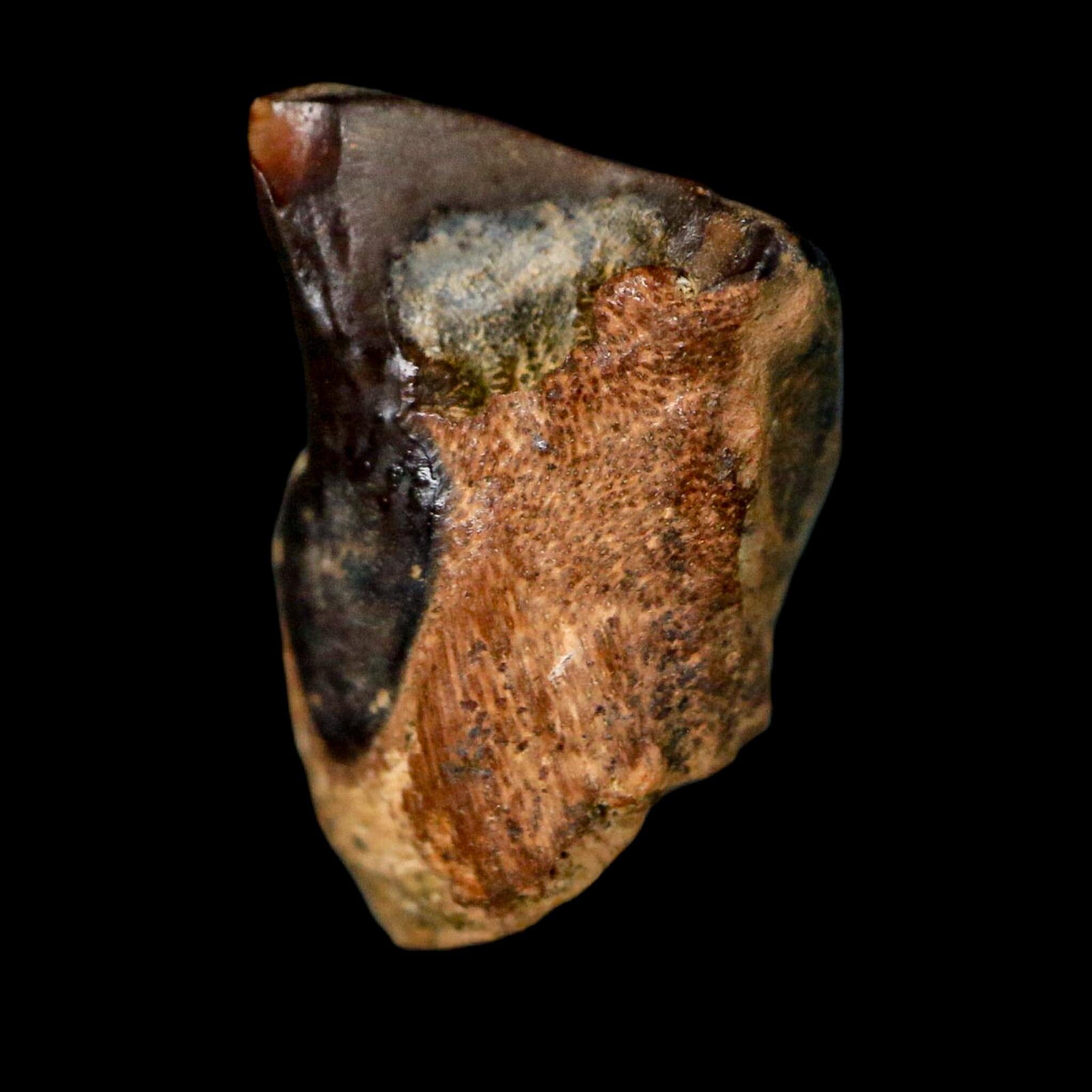 0.6" Triceratops Fossil Tooth Lance Creek FM Cretaceous Dinosaur WY COA Display - Fossil Age Minerals