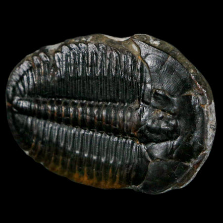 1.4" Elrathia Kingi Trilobite Fossil Utah Cambrian Age 521 Million Years Old COA