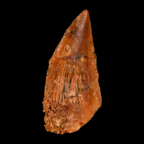 0.6" Abelisaur Serrated Tooth Fossil Cretaceous Age Dinosaur Morocco COA, Display - Fossil Age Minerals