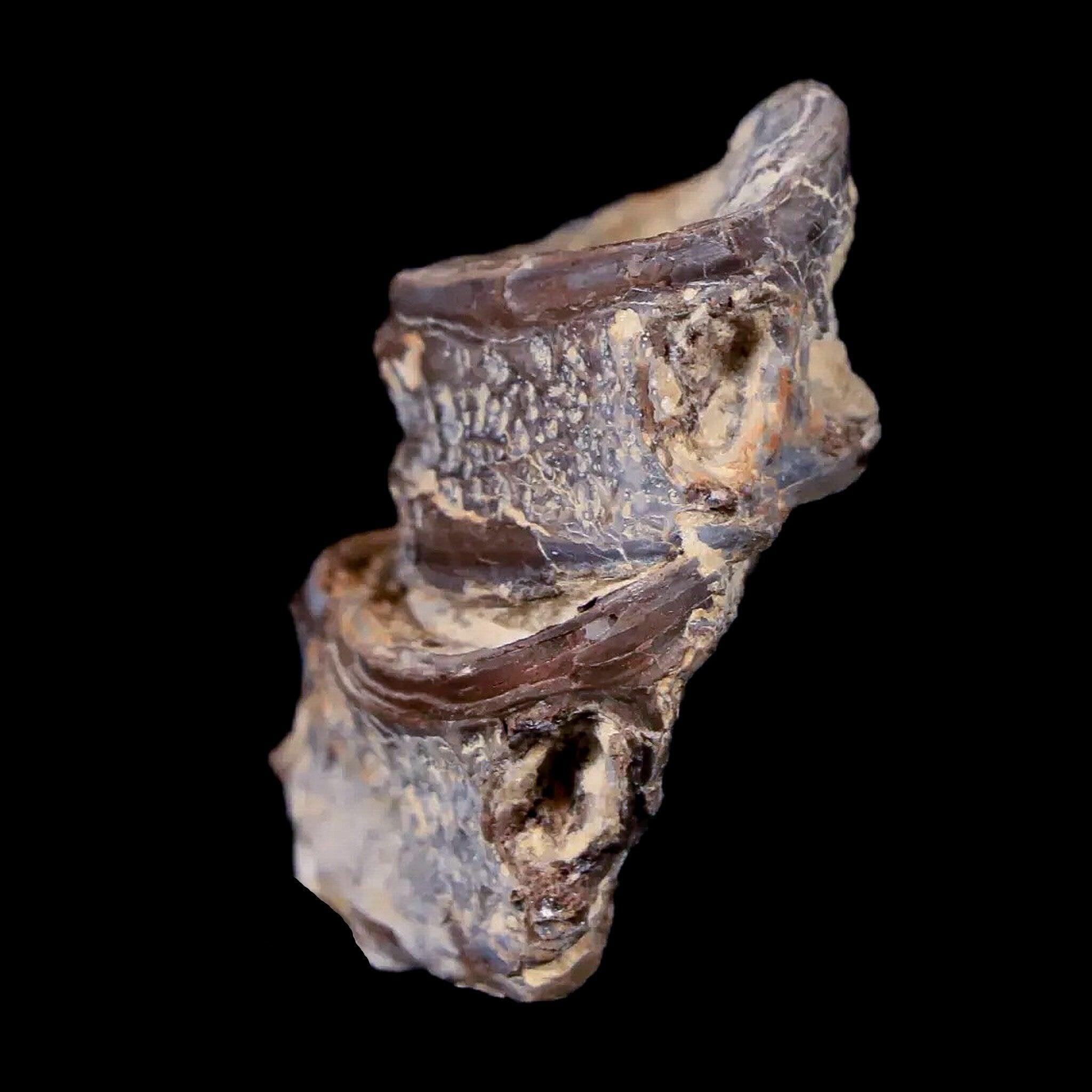 1.3" Xiphactinus Audax Fossil Vertebrae Cretaceous Era Fish Niobrara FM Kansas - Fossil Age Minerals