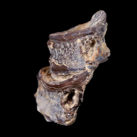 1.3" Xiphactinus Audax Fossil Vertebrae Cretaceous Era Fish Niobrara FM Kansas - Fossil Age Minerals