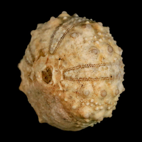 39MM Detailed Fossil Goniopygus Sp Sea Urchin Echinoid Cretaceous Morocco - Fossil Age Minerals