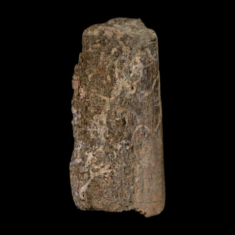 1.7" Maiasaura Hadrosaur Dinosaur Rib Bone Fossil Two Medicine FM Montana COA - Fossil Age Minerals