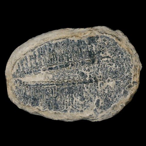 1.4" Elrathia Kingi Trilobite Fossil Utah Cambrian Age 521 Million Years Old COA - Fossil Age Minerals