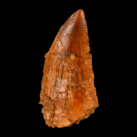 0.6" Abelisaur Serrated Tooth Fossil Cretaceous Age Dinosaur Morocco COA, Display - Fossil Age Minerals