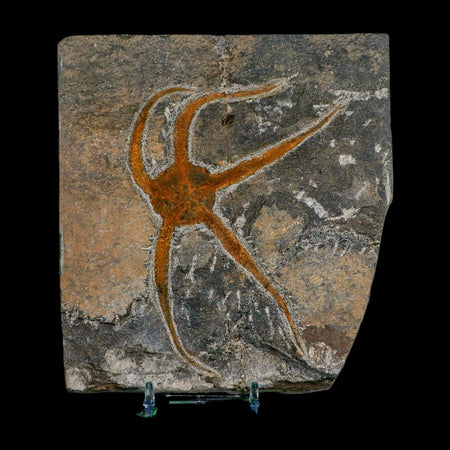 4.6" Brittlestar Ophiura Sp Starfish Fossil Ordovician Age Morocco COA & Stand