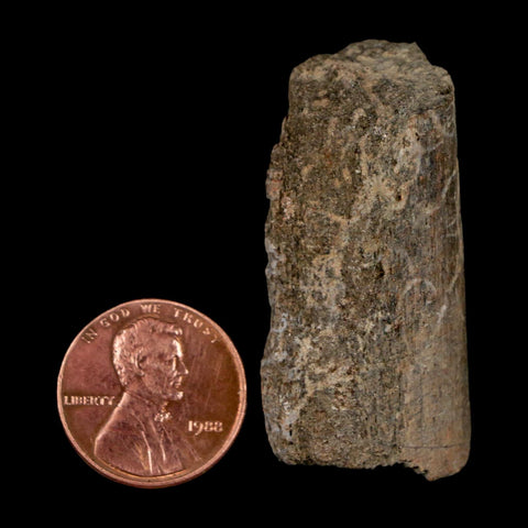 1.7" Maiasaura Hadrosaur Dinosaur Rib Bone Fossil Two Medicine FM Montana COA - Fossil Age Minerals