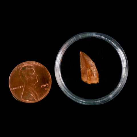 0.6" Abelisaur Serrated Tooth Fossil Cretaceous Age Dinosaur Morocco COA, Display - Fossil Age Minerals