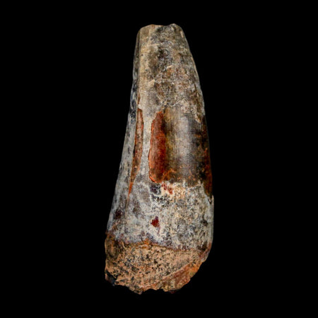 2" Sarcosuchus Imperator Crocodile Fossil Tooth Elrhaz FM Cretaceous Niger COA