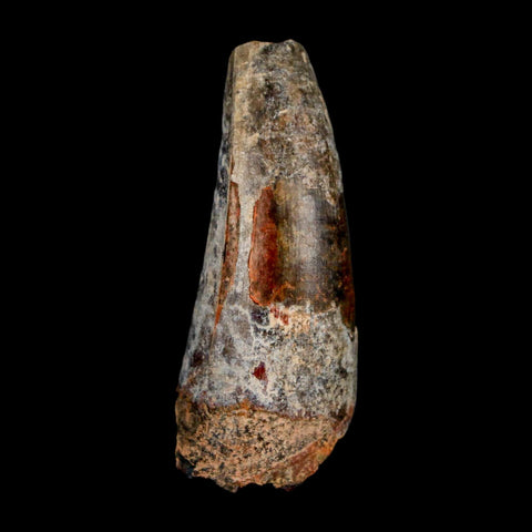 2" Sarcosuchus Imperator Crocodile Fossil Tooth Elrhaz FM Cretaceous Niger COA