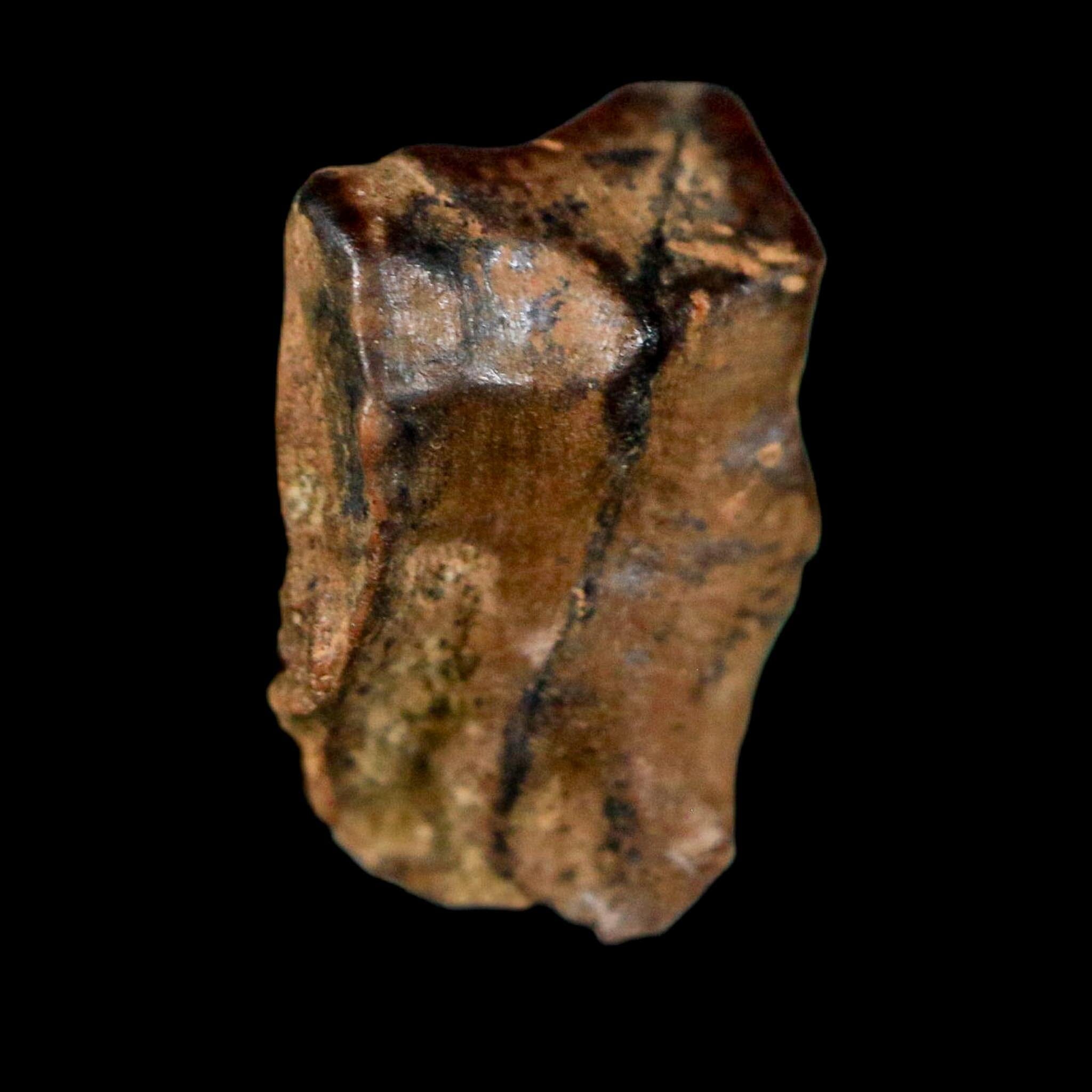0.6" Triceratops Fossil Tooth Lance Creek FM Cretaceous Dinosaur WY COA Display - Fossil Age Minerals