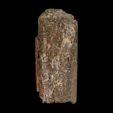 1.7" Maiasaura Hadrosaur Dinosaur Rib Bone Fossil Two Medicine FM Montana COA - Fossil Age Minerals