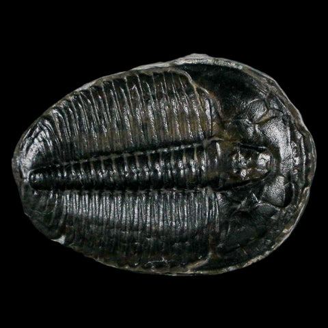 1.3" Elrathia Kingi Trilobite Fossil Utah Cambrian Age 521 Million Years Old COA - Fossil Age Minerals