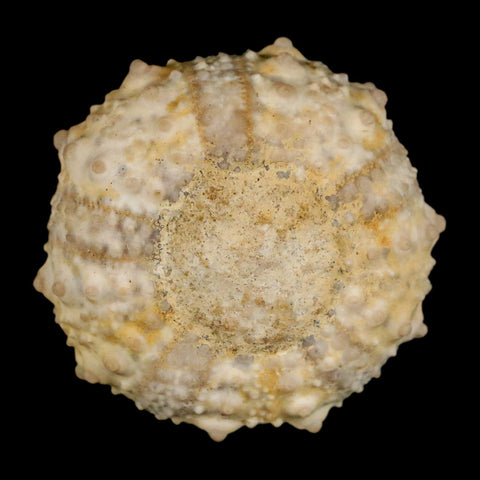 39MM Detailed Fossil Goniopygus Sp Sea Urchin Echinoid Cretaceous Morocco - Fossil Age Minerals