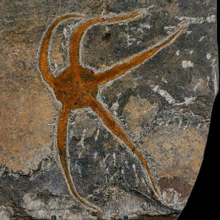 4.6" Brittlestar Ophiura Sp Starfish Fossil Ordovician Age Morocco COA & Stand