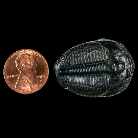 1.3" Elrathia Kingi Trilobite Fossil Utah Cambrian Age 521 Million Years Old COA - Fossil Age Minerals