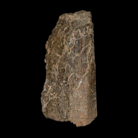 1.7" Maiasaura Hadrosaur Dinosaur Rib Bone Fossil Two Medicine FM Montana COA - Fossil Age Minerals