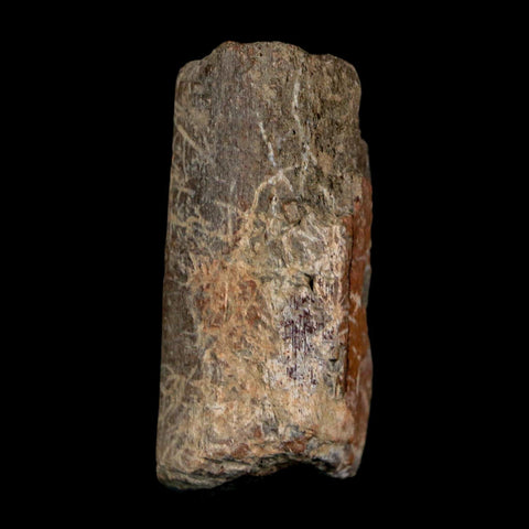 1.7" Maiasaura Hadrosaur Dinosaur Rib Bone Fossil Two Medicine FM Montana COA - Fossil Age Minerals