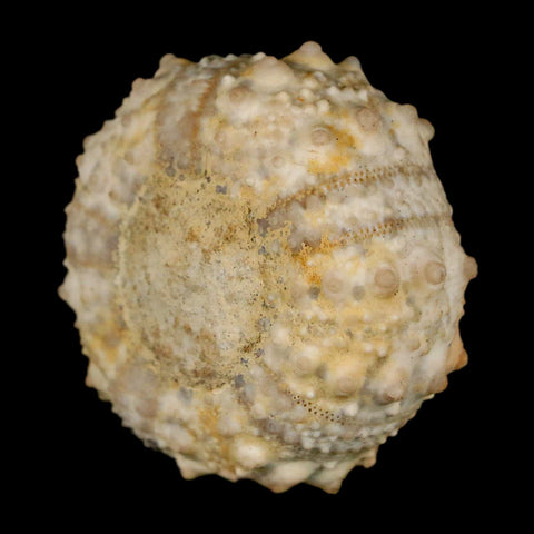 39MM Detailed Fossil Goniopygus Sp Sea Urchin Echinoid Cretaceous Morocco - Fossil Age Minerals