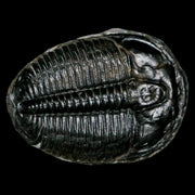1.3" Elrathia Kingi Trilobite Fossil Utah Cambrian Age 521 Million Years Old COA