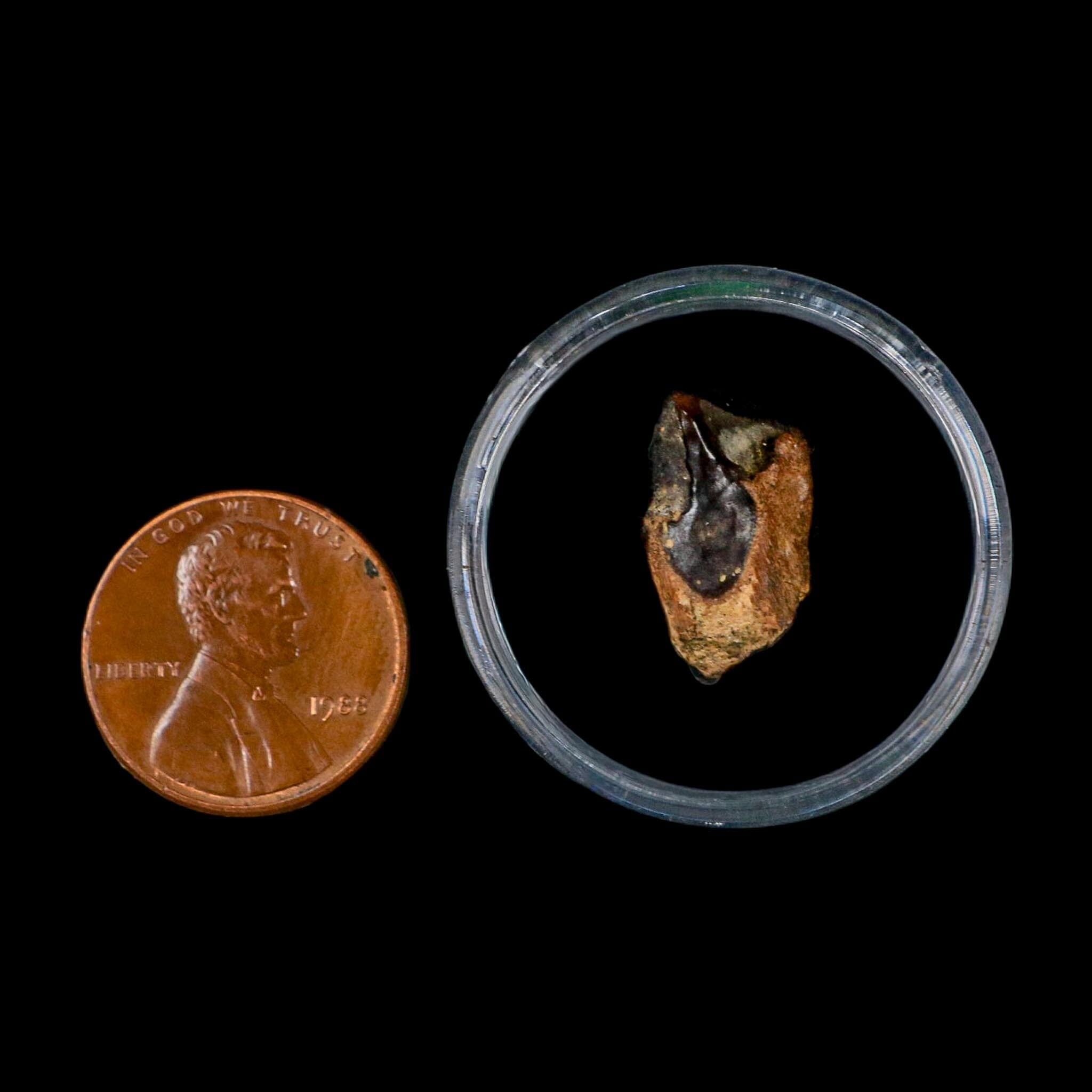0.6" Triceratops Fossil Tooth Lance Creek FM Cretaceous Dinosaur WY COA Display - Fossil Age Minerals