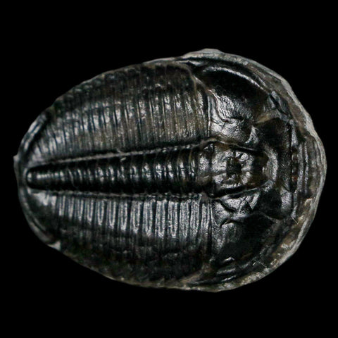 1.3" Elrathia Kingi Trilobite Fossil Utah Cambrian Age 521 Million Years Old COA - Fossil Age Minerals