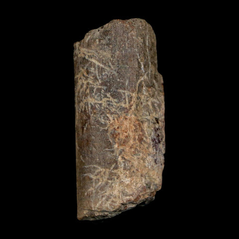 1.7" Maiasaura Hadrosaur Dinosaur Rib Bone Fossil Two Medicine FM Montana COA - Fossil Age Minerals