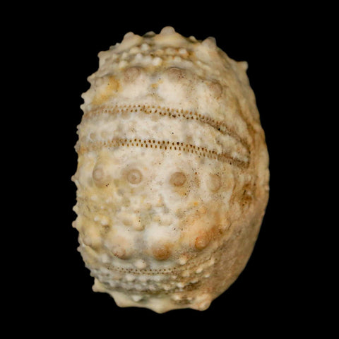 39MM Detailed Fossil Goniopygus Sp Sea Urchin Echinoid Cretaceous Morocco - Fossil Age Minerals