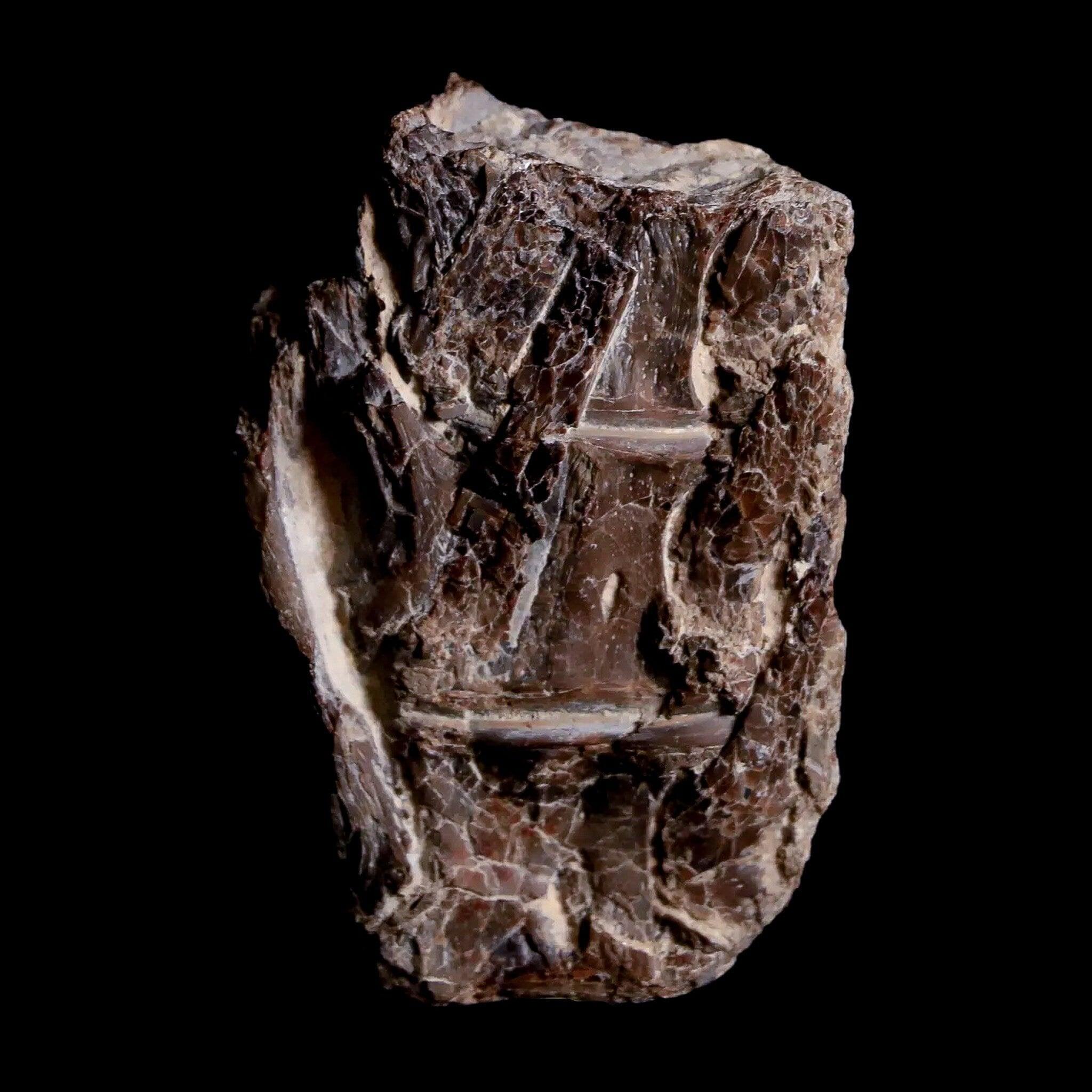 1.9" Xiphactinus Audax Fossil Vertebrae Cretaceous Era Fish Niobrara FM Kansas - Fossil Age Minerals