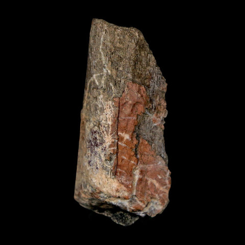 1.7" Maiasaura Hadrosaur Dinosaur Rib Bone Fossil Two Medicine FM Montana COA - Fossil Age Minerals