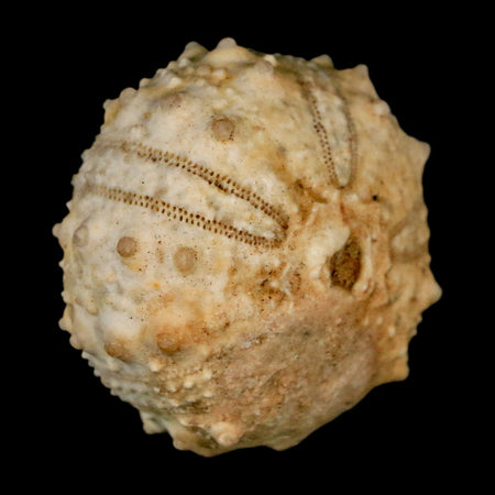 39MM Detailed Fossil Goniopygus Sp Sea Urchin Echinoid Cretaceous Morocco