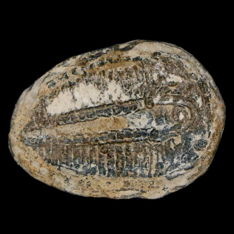 1.3" Elrathia Kingi Trilobite Fossil Utah Cambrian Age 521 Million Years Old COA - Fossil Age Minerals