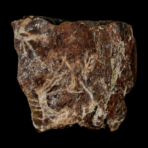 1.3" Maiasaura Hadrosaur Dinosaur Rib Bone Fossil Two Medicine FM Montana COA - Fossil Age Minerals