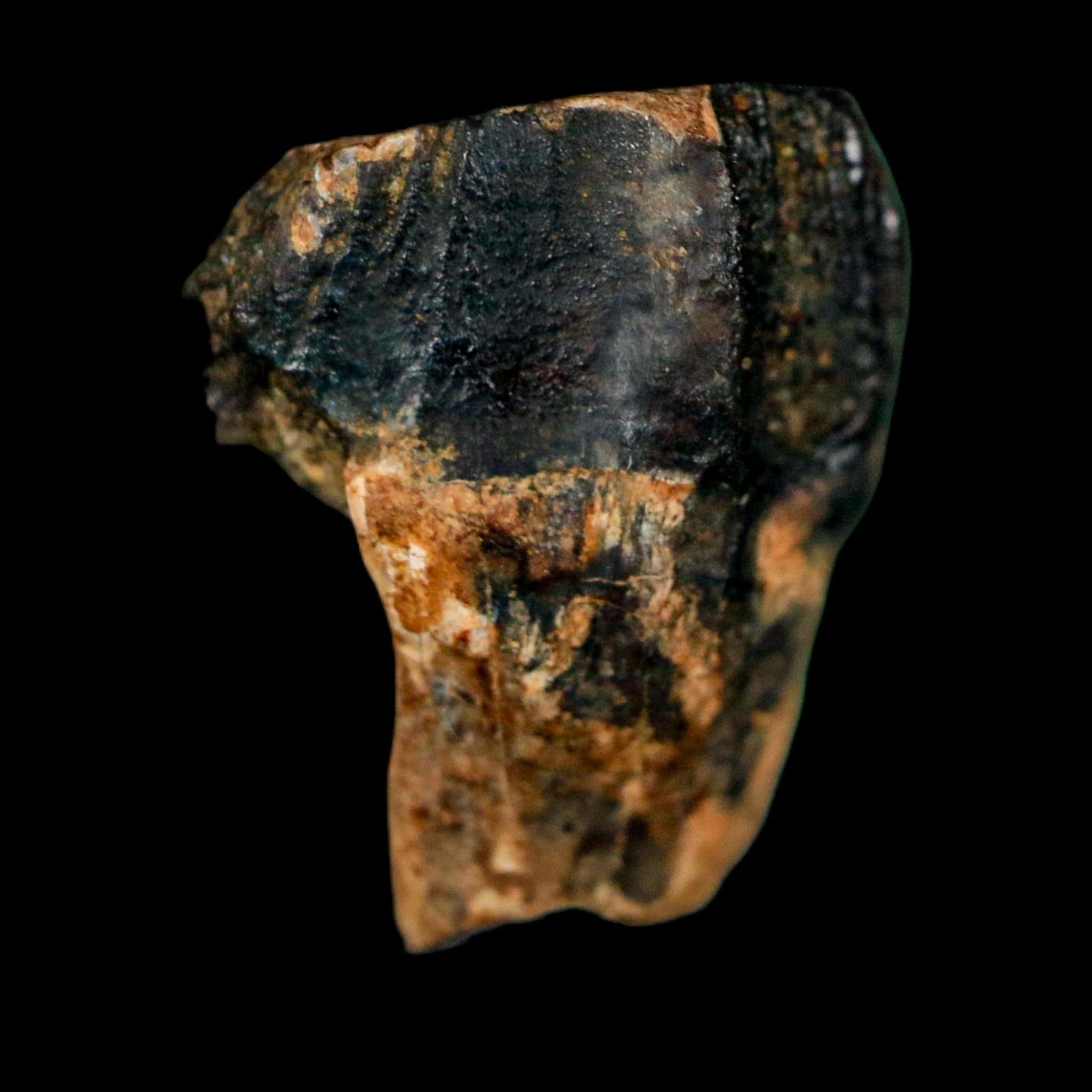 0.7" Triceratops Fossil Crown Tooth Hell Creek FM Cretaceous Dinosaur MT COA - Fossil Age Minerals