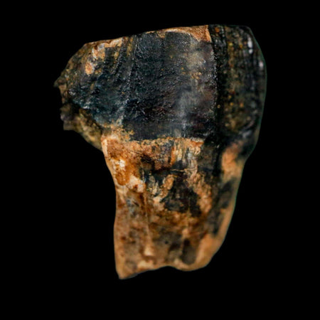 0.7" Triceratops Fossil Crown Tooth Hell Creek FM Cretaceous Dinosaur MT COA