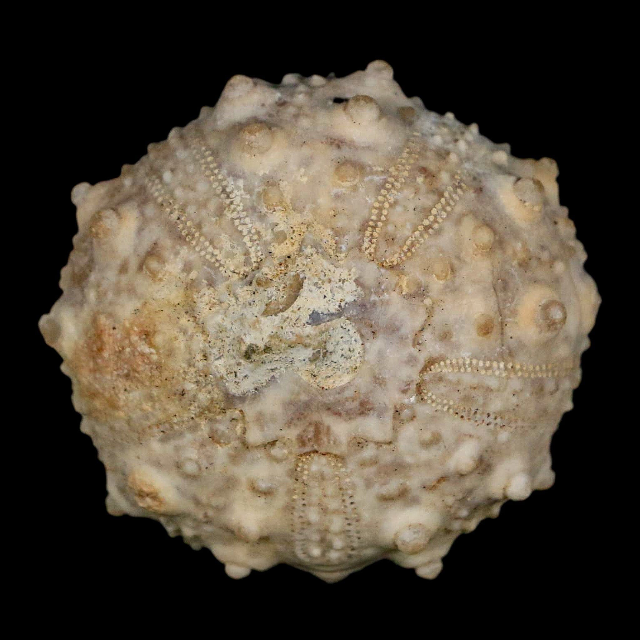 34MM Detailed Fossil Goniopygus Sp Sea Urchin Echinoid Cretaceous Morocco - Fossil Age Minerals